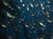 glass fish.jpg